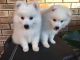 Japanese Spitz Puppies for sale in Berkeley, CA, USA. price: NA