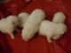 Japanese Spitz Puppies for sale in Stockton, CA 95203, USA. price: NA