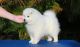 Cute Japanese Spitz puppies For Sale