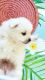 Japanese Spitz Puppies for sale in Honolulu, HI, USA. price: NA