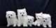 Japanese Spitz Puppies for sale in Los Angeles, CA 90012, USA. price: NA