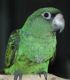 Jardine Parrot Birds for sale in Oceanside, CA, USA. price: NA