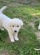 Jindo Puppies for sale in Rowland Heights, CA, USA. price: $1,500