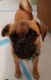 Jug Puppies for sale in Redding, CA 96002, USA. price: NA