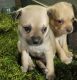 Jug Puppies for sale in Glendale, AZ 85301, USA. price: NA