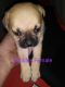 Jug Puppies for sale in Glendale, AZ 85301, USA. price: NA