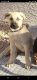Kangal / Anatolian Shepherd puppy