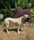 Authentic Kangal for sale puppy 9 months