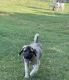 Kangal Dog Puppies for sale in Allen, TX, USA. price: NA