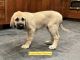 Kangal Dog Puppies for sale in Chelsea, MI 48118, USA. price: $450