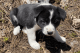 Karelian Bear Dog Puppies for sale in MT-1, Anaconda, MT, USA. price: $1,400