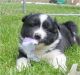 Karelian Bear Dog Puppies for sale in New Haven, CT, USA. price: NA
