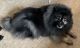 Keeshond Puppies for sale in Crestwood, MO, USA. price: NA
