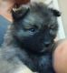 Keeshond Puppies for sale in Springfield, MO 65802, USA. price: NA