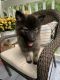 Keeshond Puppies for sale in Middleton, TN 38052, USA. price: NA