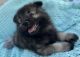 Keeshond Puppies for sale in Colorado Springs, CO 80911, USA. price: NA