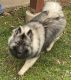 Keeshond Puppies for sale in New Richmond, OH 45157, USA. price: NA
