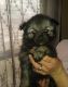 Keeshond Puppies for sale in Springfield, MO 65802, USA. price: NA
