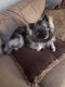 Keeshond Puppies for sale in Titusville, FL, USA. price: NA