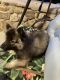 Keeshond Puppies for sale in Middletown, NY 10940, USA. price: NA