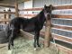 Kentucky Mountain Saddle Horse Horses for sale in Castle Rock, CO, USA. price: NA