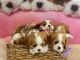 King Charles Spaniel Puppies
