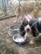 King Charles Spaniel Puppies for sale in Rathbun, IA 52544, USA. price: NA