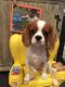King Charles Spaniel Puppies for sale in Plainview, NY, USA. price: NA