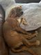 King Charles Spaniel Puppies for sale in Hackettstown, NJ 07840, USA. price: NA