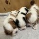 King Charles Spaniel Puppies for sale in Queen Creek, AZ, USA. price: NA