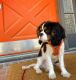 King Charles Spaniel Puppies for sale in Colorado Springs, CO, USA. price: NA