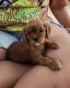 King Charles Spaniel Puppies for sale in Belmont, NH 03220, USA. price: $2,700