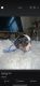King Charles Spaniel Puppies for sale in Smyrna, GA, USA. price: $1,500