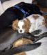 King Charles Spaniel Puppies for sale in Athens, Tennessee. price: $800