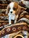 King Charles Spaniel Puppies for sale in Morrison, IL 61270, USA. price: $1,200