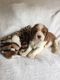 King Charles Spaniel Puppies for sale in 15201 San Pedro Ave, San Antonio, TX 78232, USA. price: NA