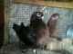 King Penguin Birds for sale in Tiruppur, Tamil Nadu 641601, India. price: 1500 INR
