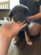 King Shepherd Puppies for sale in Converse, Texas. price: $500