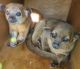 Kinkajou Animals for sale in Clearwater, FL, USA. price: NA