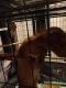 Kinkajou Animals for sale in Harriman, TN 37748, USA. price: NA