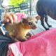 Kinkajou Animals for sale in Crestview, FL, USA. price: NA