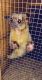 Kinkajou Animals for sale in Ravenna, OH 44266, USA. price: NA