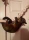 Kinkajou Animals for sale in Eaton, OH 45320, USA. price: $2,500