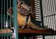 Kinkajou Animals for sale in NW Topeka Blvd, Topeka, KS, USA. price: NA
