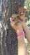 Kinkajou Animals for sale in Tempe Town Lake, Tempe, AZ 85281, USA. price: NA