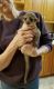 Kinkajou Animals for sale in Phoenix, AZ, USA. price: NA
