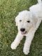 Komondor Puppies for sale in Vista, CA, USA. price: $800