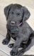 Labradoodle Puppies for sale in Lebanon, OR 97355, USA. price: NA