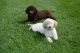 Labradoodle Puppies for sale in Chicago, IL 60616, USA. price: NA