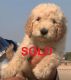 Labradoodle Puppies for sale in Newberry Springs, CA 92365, USA. price: $1,200